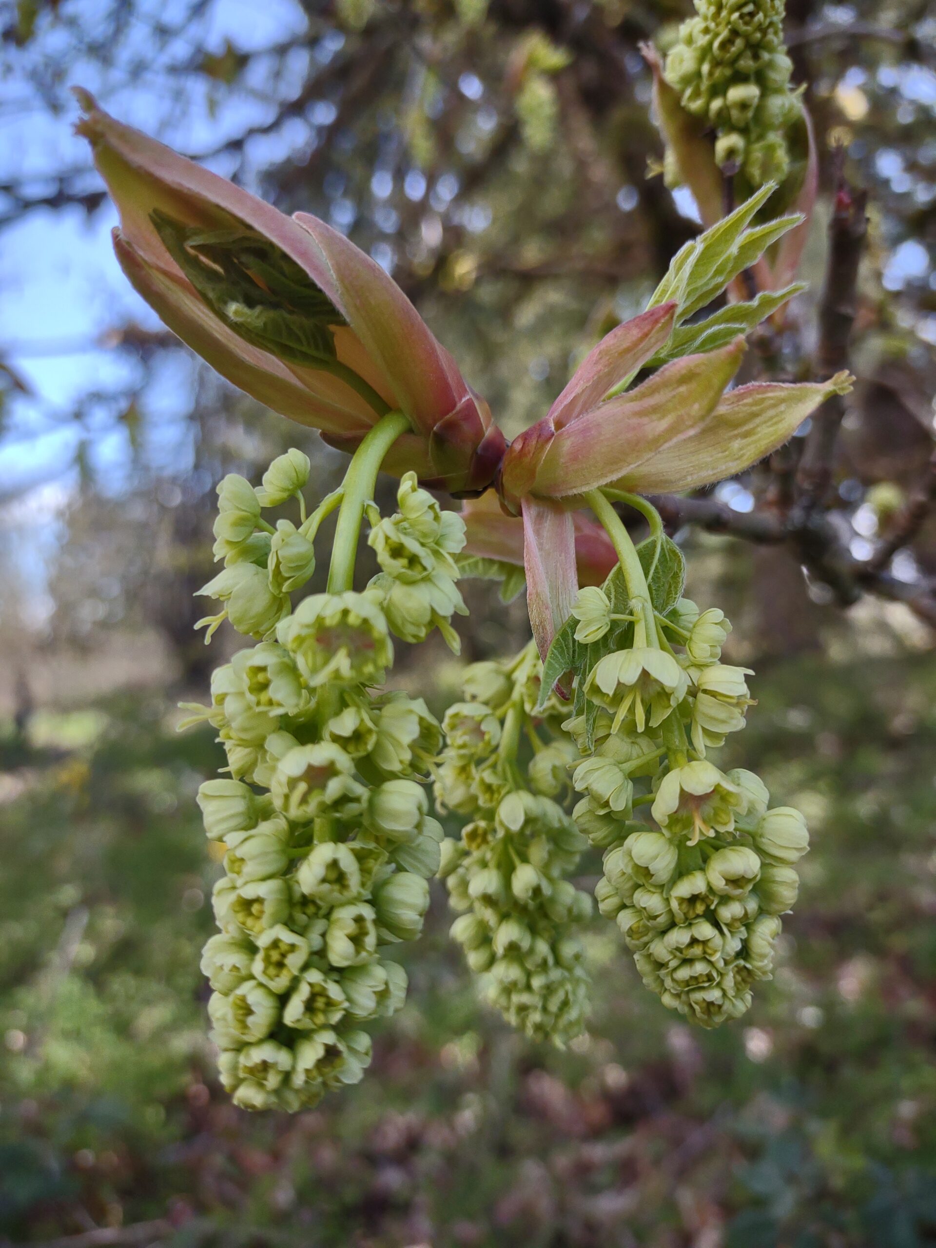 Big Leaf Maple Blossoms