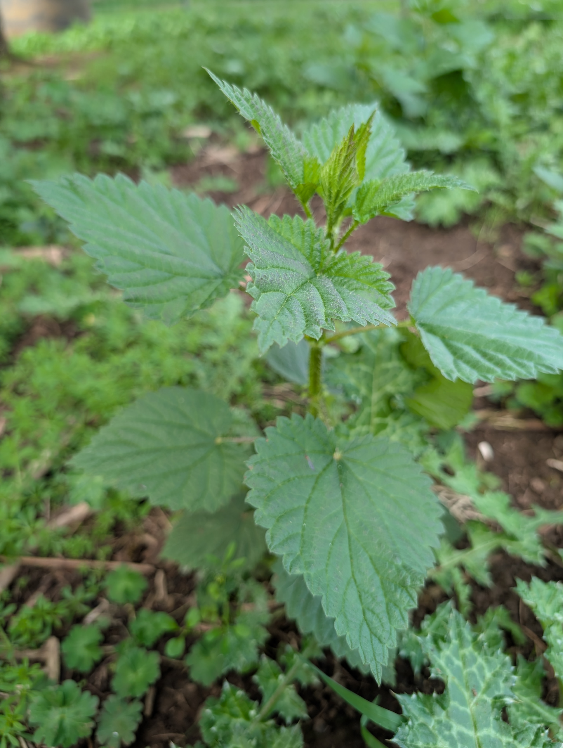 Nettles growing in the ground