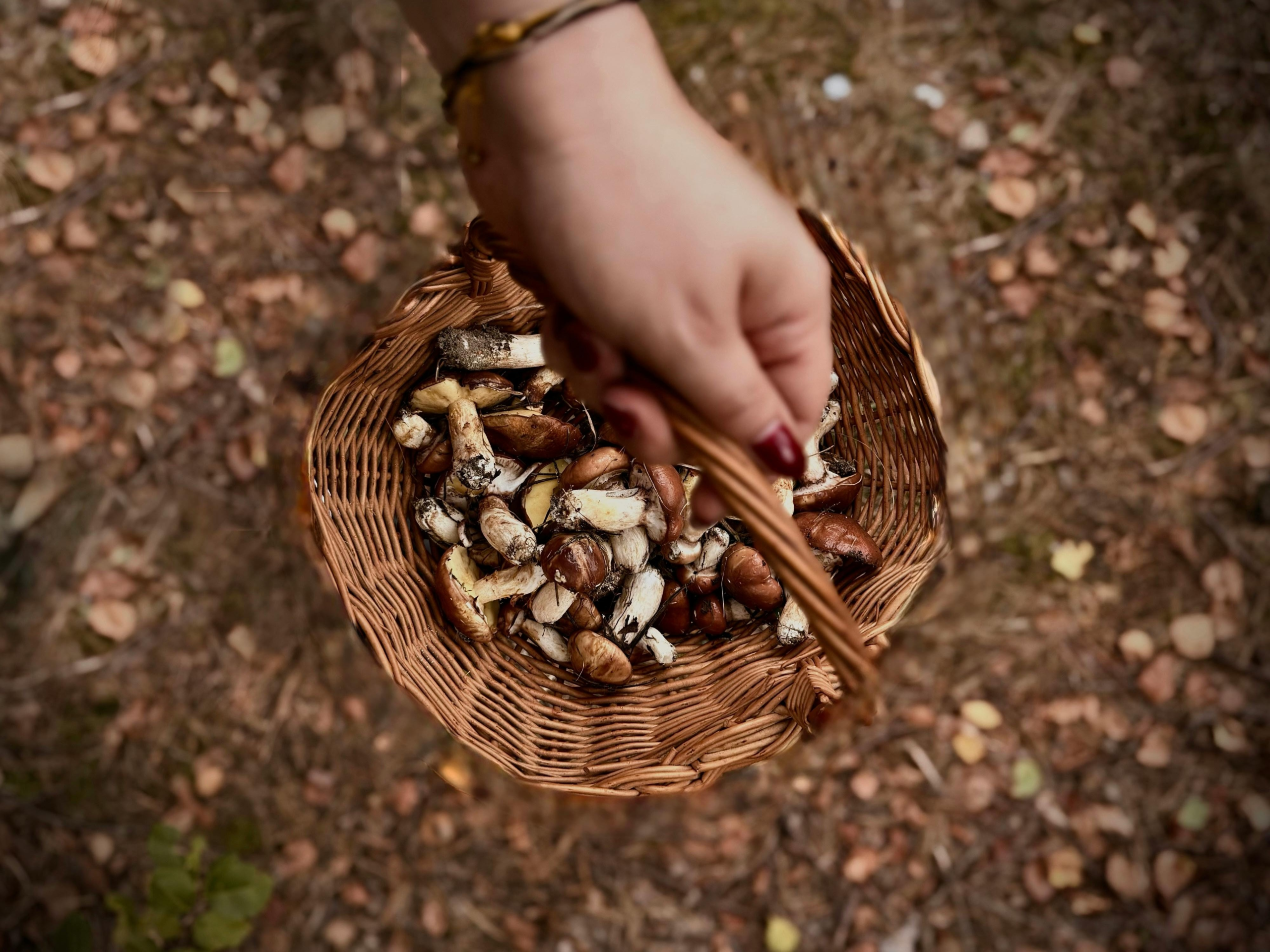 woman's hand holding basket of mushrooms