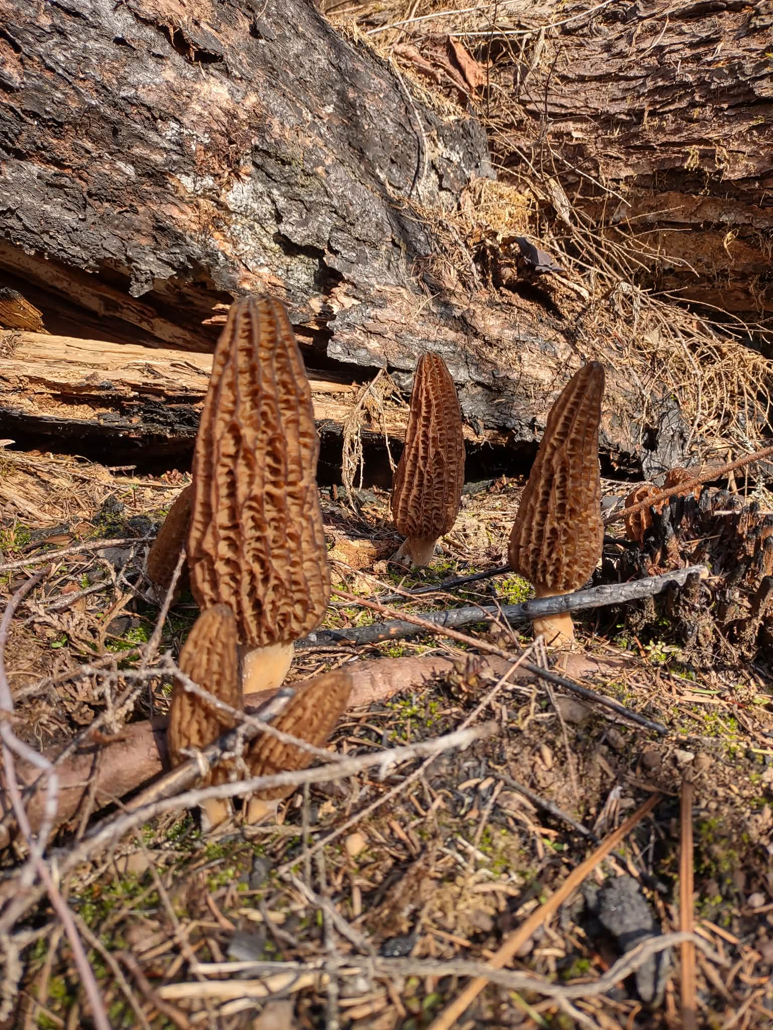 Morel mushrooms growing