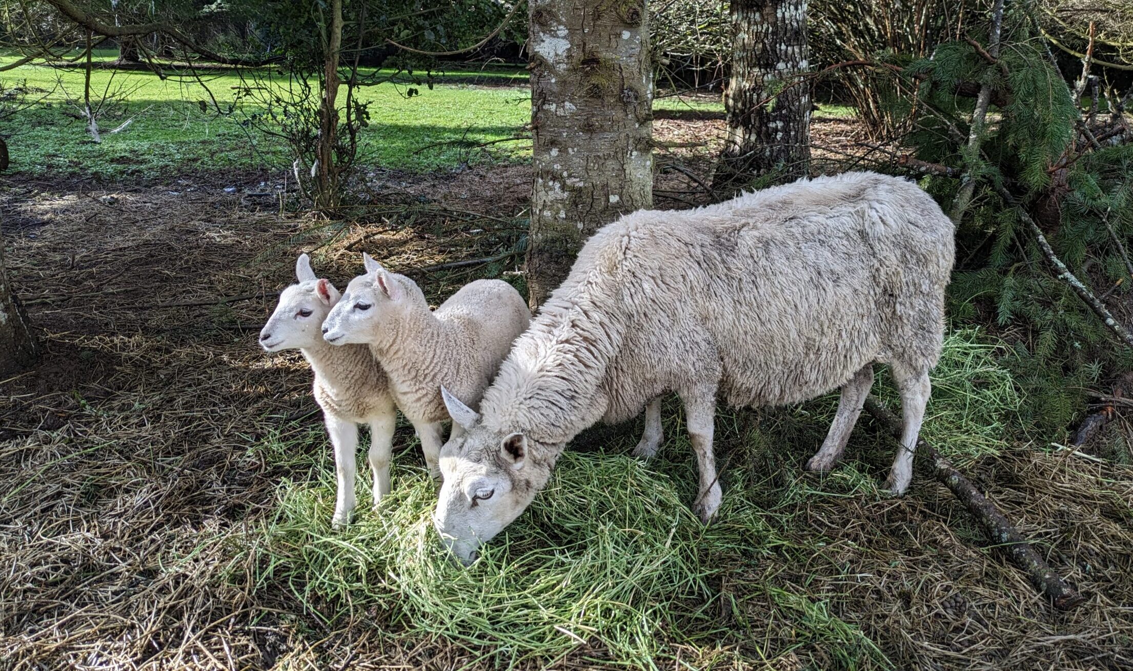 Mother sheep and 2 lambs eating alfafa