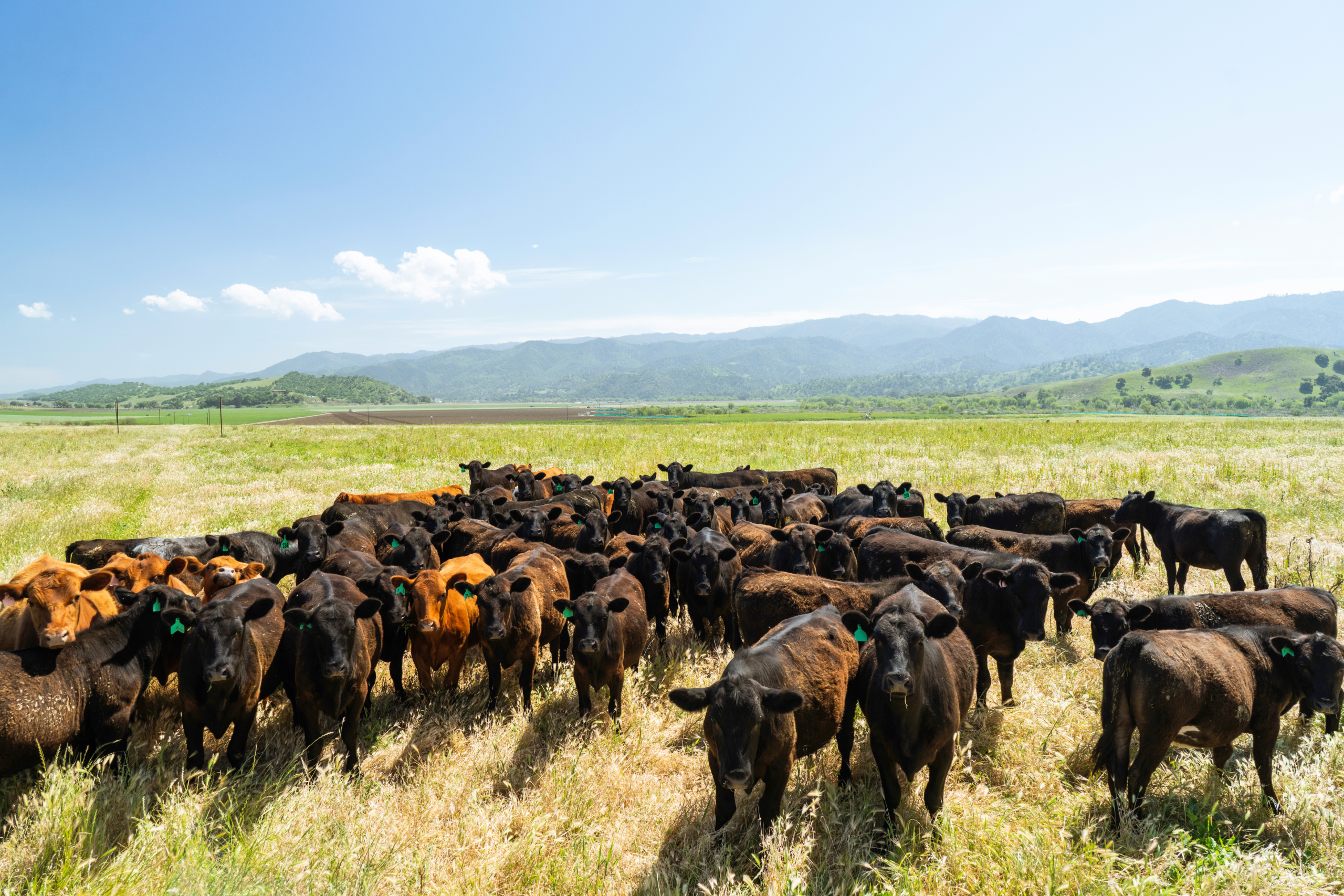 Nathan_Weyland_Photography_2024_Paicines_Ranch_Cattle-Pasture-scaled